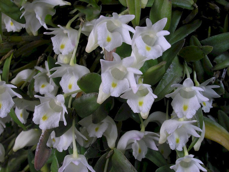 Dendrobium hymenanthum