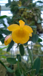 Carica l&#39;immagine nel visualizzatore Galleria, Dendrobium jenkinsii
