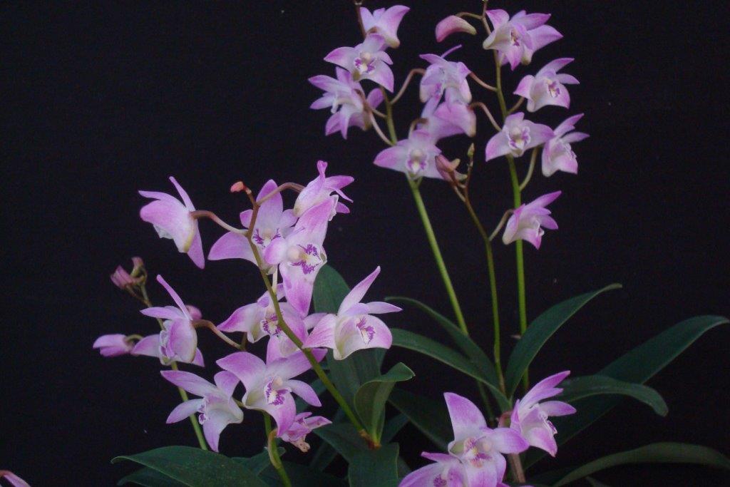 Dendrobium kingianum