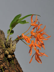 Dendrobium lamyaiae