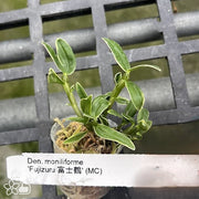 Dendrobium moniliforme Fujizuru 富士鶴