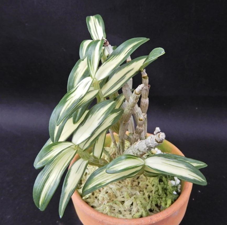 Dendrobium moniliforme Hakutsuru 白鶴