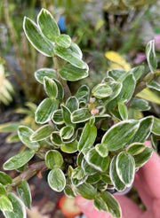 Dendrobium moniliforme Rashatsubame 羅紗燕