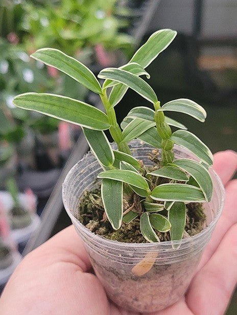 Dendrobium moniliforme Shoudai 昭代