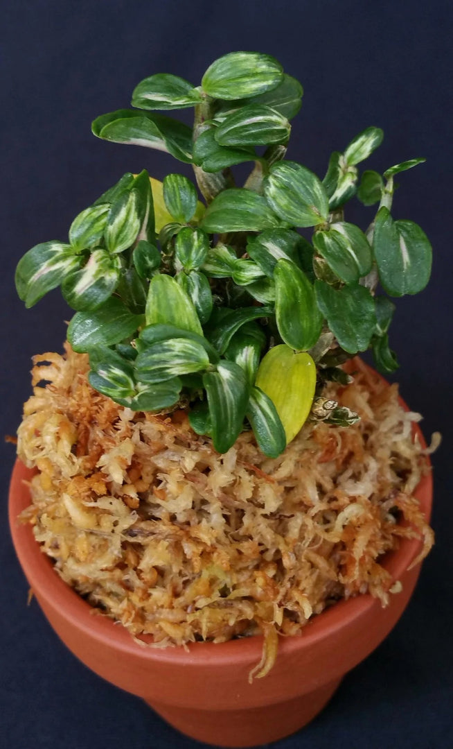 Dendrobium moniliforme Yuuten 幽天