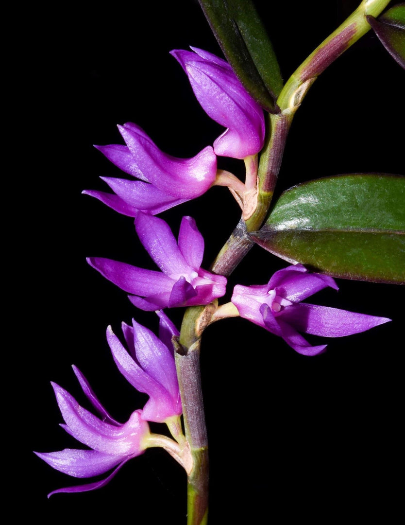 Dendrobium ostrinum