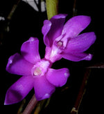 Carica l'immagine nel visualizzatore Galleria, Dendrobium ostrinum