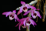 Load image into Gallery viewer, Dendrobium parishii