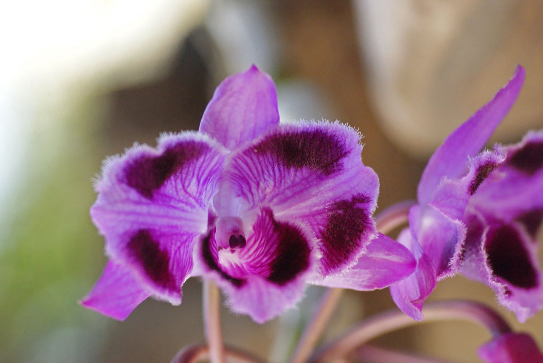Dendrobium parishii 'Six Eyes'