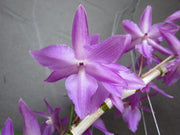 Dendrobium parishii f. petaloid