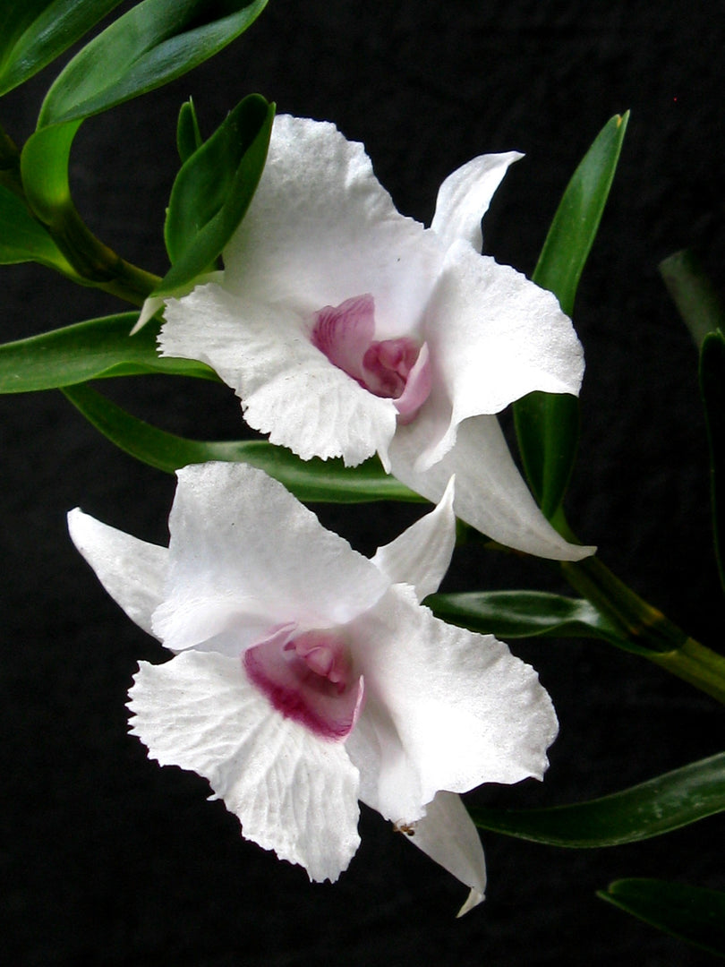 Dendrobium parthenium