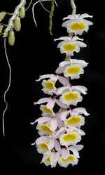 Carica l'immagine nel visualizzatore Galleria, Dendrobium primulinum