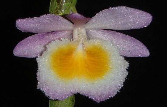Dendrobium primulinum