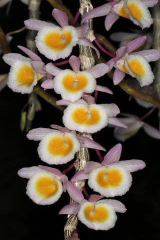 Dendrobium primulinum 'yellow'
