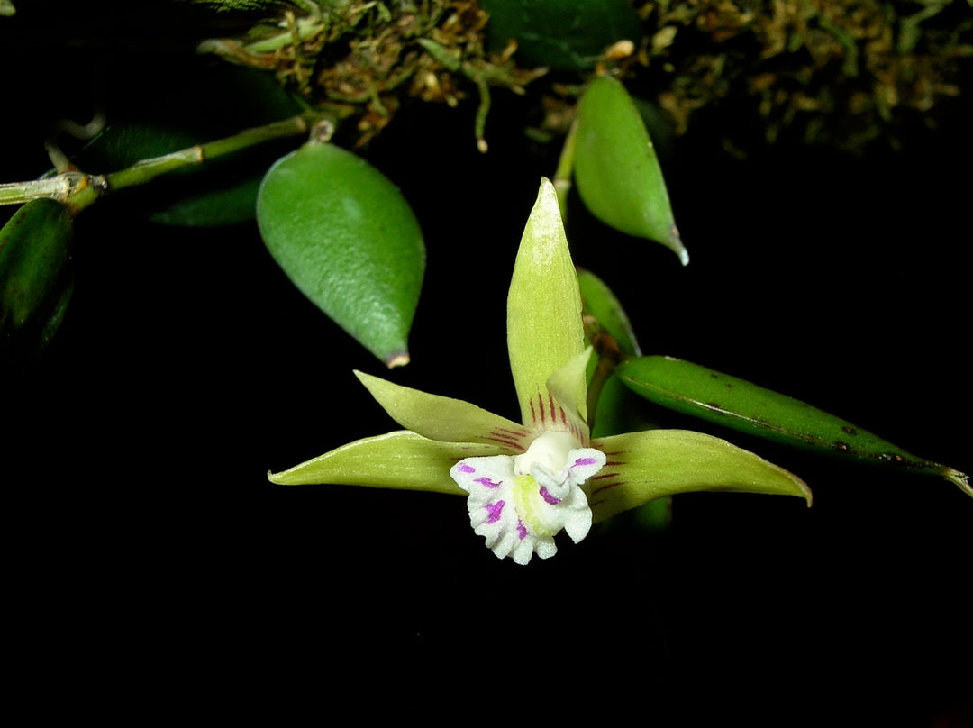 Dendrobium pungiforme