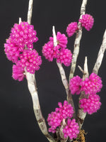 Carica l'immagine nel visualizzatore Galleria, Dendrobium purpureum