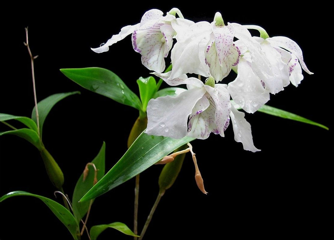 Dendrobium rhodostictum