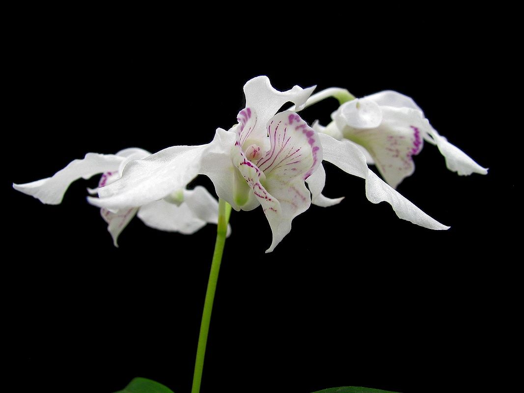 Dendrobium rhodostictum