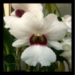 Carica l'immagine nel visualizzatore Galleria, Dendrobium Sanderae x Silver bells