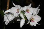Load image into Gallery viewer, Dendrobium sanderae