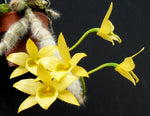 Carica l'immagine nel visualizzatore Galleria, Dendrobium senile