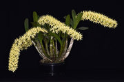 Dendrobium speciosum var. curvicaule
