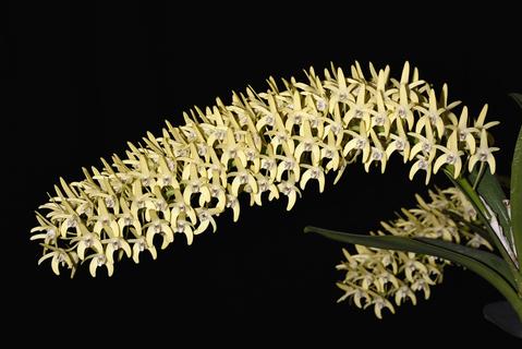 Dendrobium speciosum var. curvicaule