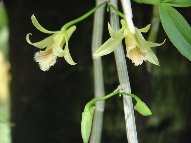 Dendrobium stuartii