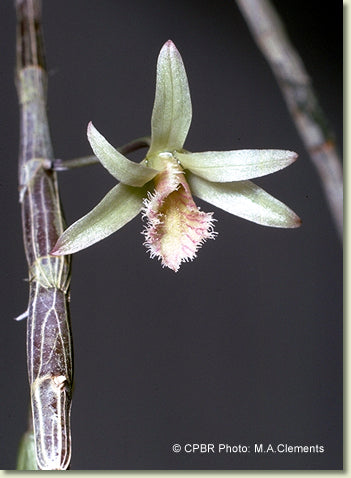 Dendrobium stuartii