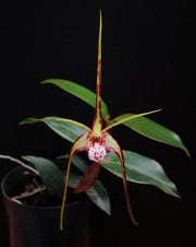 Dendrobium tetragonum