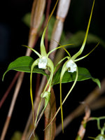 Load image into Gallery viewer, Dendrobium tetragonum var. sunrise