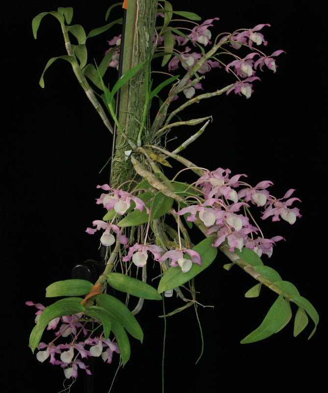 Dendrobium tortile
