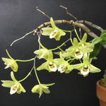 Carica l'immagine nel visualizzatore Galleria, Dendrobium tosaense