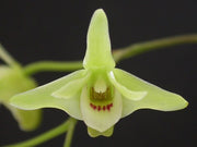 Dendrobium tosaense