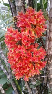 Dendrobium x usitae (bullenianum x miyakei)