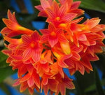 Carica l'immagine nel visualizzatore Galleria, Dendrobium x usitae (bullenianum x miyakei)