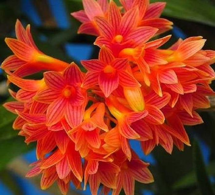 Dendrobium x usitae (bullenianum x miyakei)