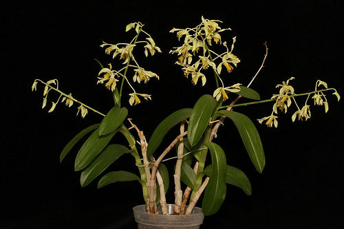 Dendrobium venustum