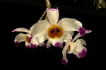 Carica l'immagine nel visualizzatore Galleria, Dendrobium wardianum