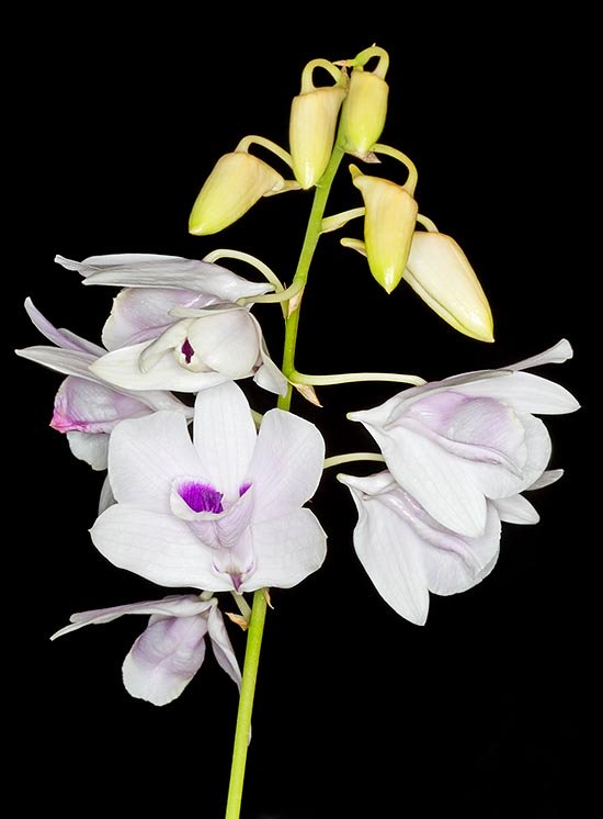 Dendrobium williamsianum