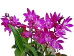 Load image into Gallery viewer, Dendrobium Jonathan's Glory 'Dark Joy' HCC/AOC (D. Colonial Surprise x Kingrose)
