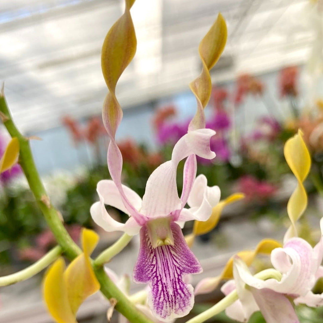 Dendrobium Taiwan Helix (Den. helix × Doctor Uthai)