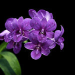 Carica l'immagine nel visualizzatore Galleria, Dendrobium Thai Airwage Blue