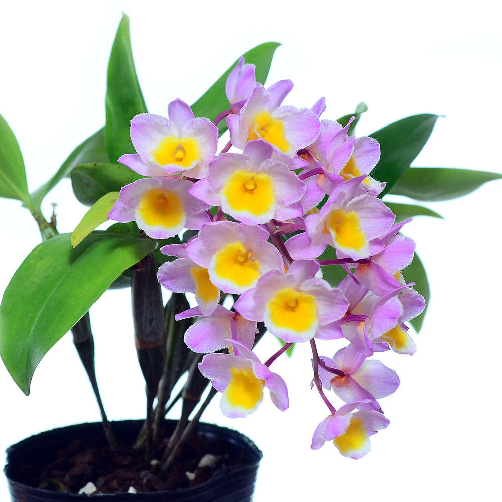 Dendrobium farmeri