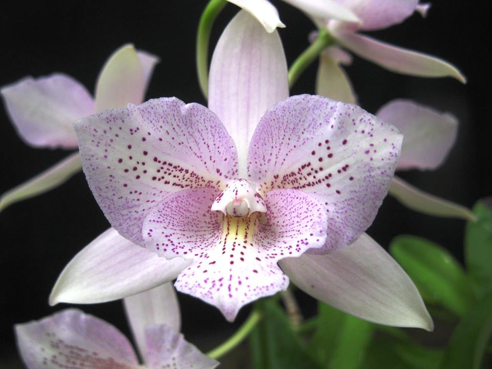 Diacattleya Chantilly Lace 'Twinkle' (C. El Dorado Splash x Diacm. bicornutum)