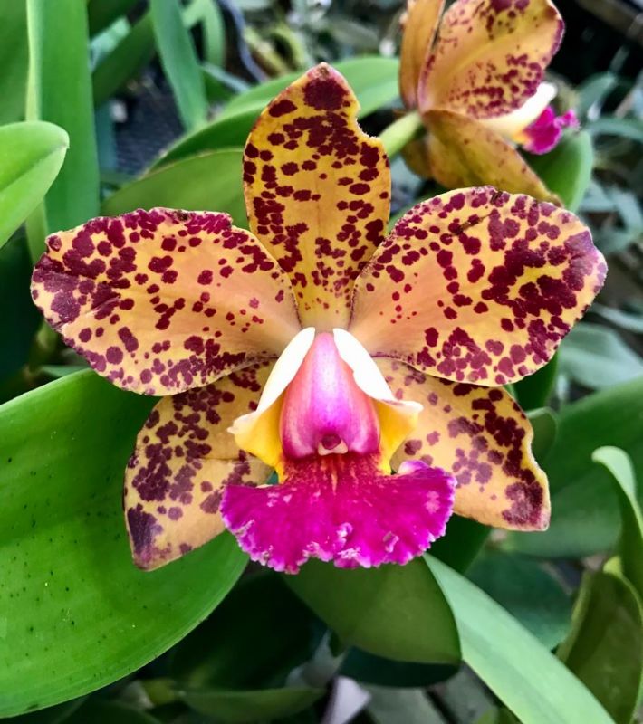 Rhyncholaeliocattleya Durigan 'Aphrodite'  - Br Orquidea