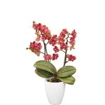 Carica l&#39;immagine nel visualizzatore Galleria, Phalaenopsis Dusty Belle
