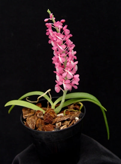 Dyakia hendersoniana