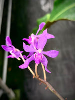 Carica l'immagine nel visualizzatore Galleria, Darwinara Charm 'Blue Star' (Neof. falcata x Vasco. Tham Yuen Hae)