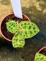 Load image into Gallery viewer, Macodes petola